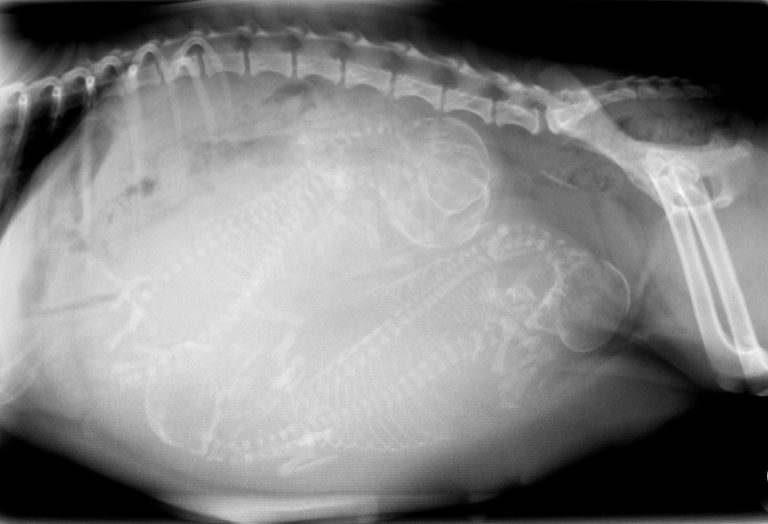 Veterinary Digital X-Rays in Apopka, FL | Pet Xpert Animal Clinic