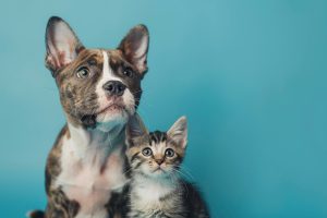 Heartworm Disease