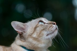 Upper Respiratory Infections in Cats