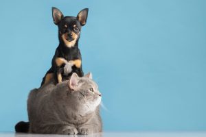 Pet Health Conditions Treated in Apopka FL - Pet Xpert Animal Clinic