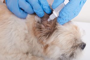 Pet Ear Infection Treatment in Apopka, FL