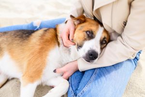 Skin Allergies in Pets